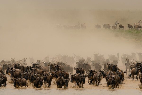 glasschilderij buffels en zebra's - eliassen.nl