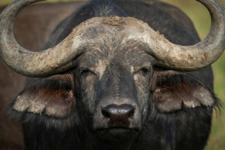 glasschilderij grote buffel - eliassen.nl