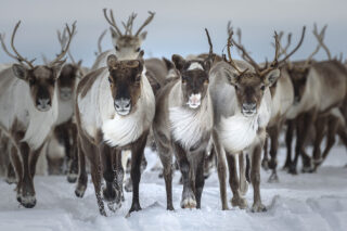 Rendieren in de sneeuw - Eliassen.nl