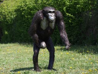 Chimpansee groot Eliassen.nl aa8028b