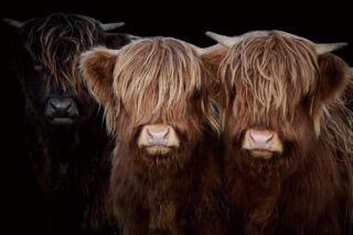 glasschilderij drie hooglanders - Eliassen.nl