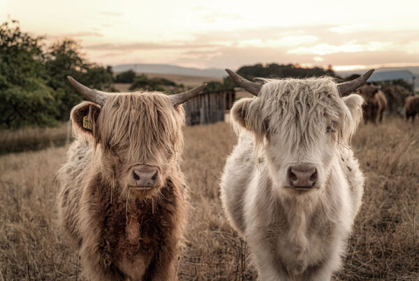 glasschilderij jonge buffels - Eliassen.nl