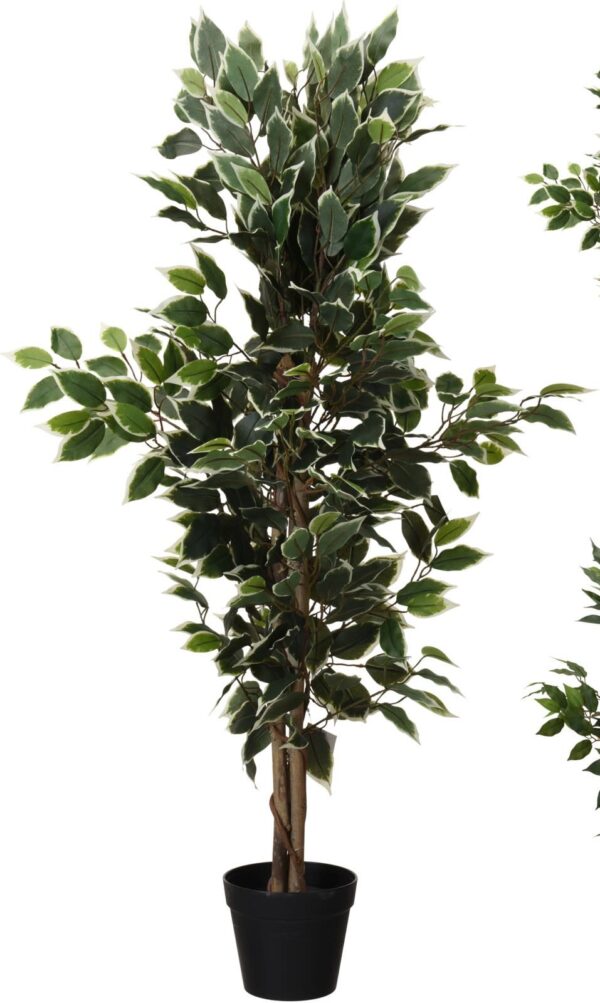 Kunstplant Ficus benjamina bont blad 115cm Eliassen.nl