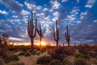 Schilderij paneel Eliassen.nl  0106-Arizona-desert