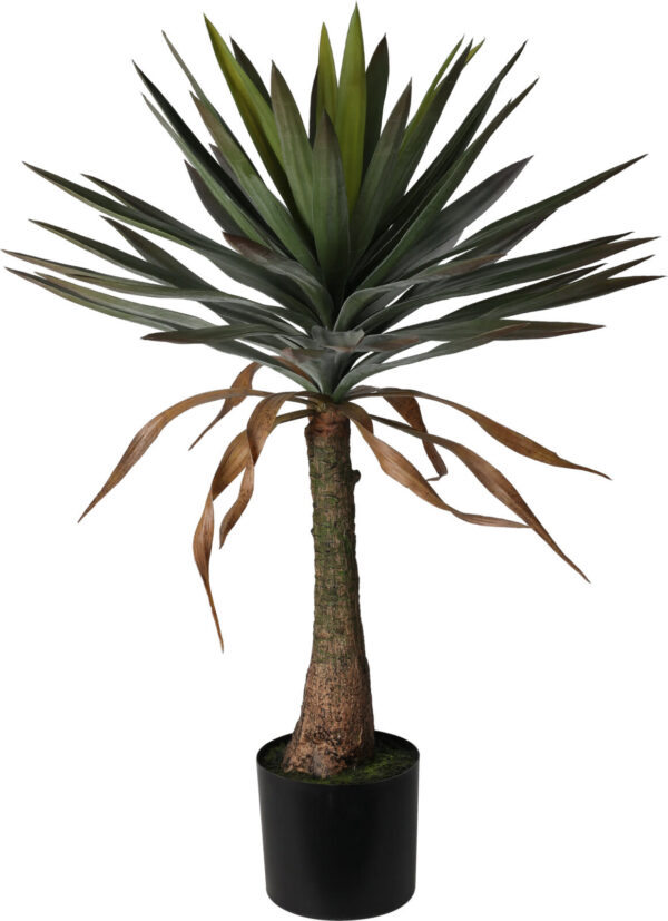 Yucca in pot Eliassen.nl  318000880