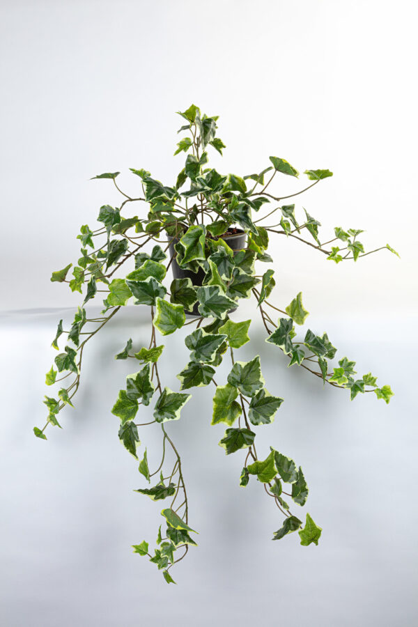 Kunst hangplant Hedera bont 80cm Eliassen.nl 10053pb