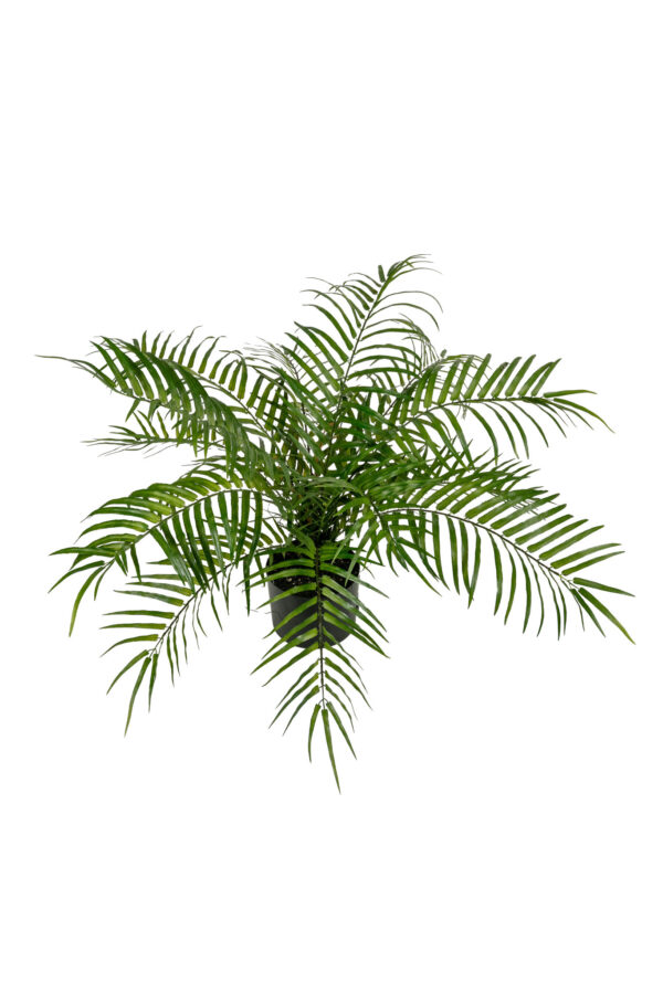 Kunstplant  Waaierpalm 70cm hoog Eliassen.nl 17272 000